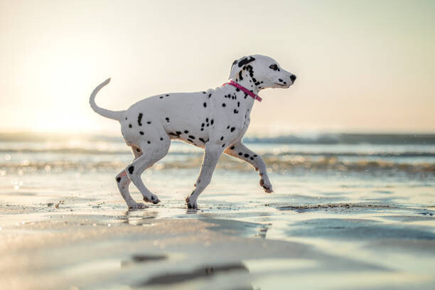 Sticker Dalmatian Dog Puppy on the Beach Running Sunset