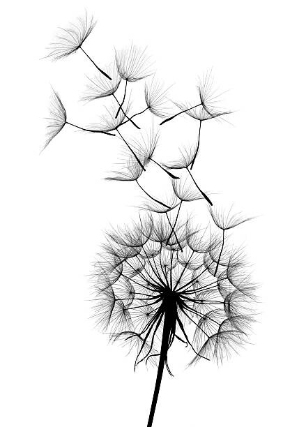Αυτοκόλλητο Dandelion