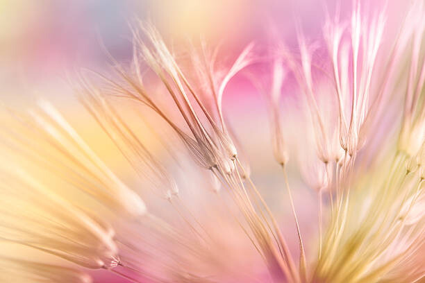 Αυτοκόλλητο Dandelion seed
