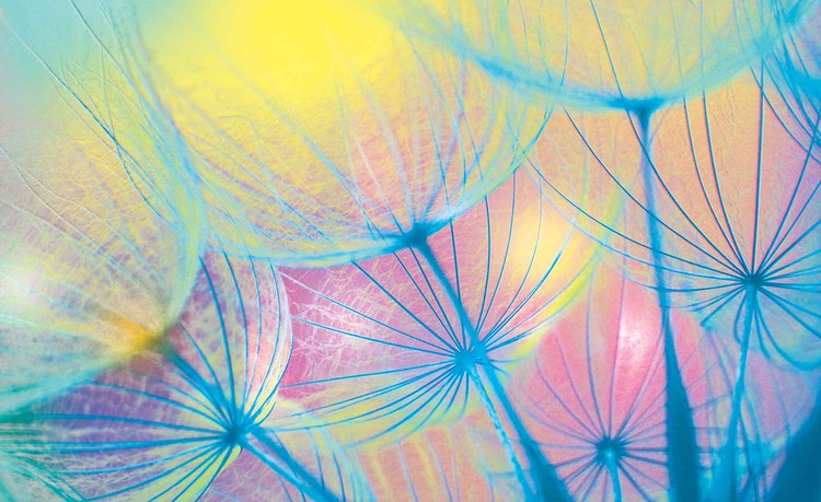 Papel de parede Flower Dandelion