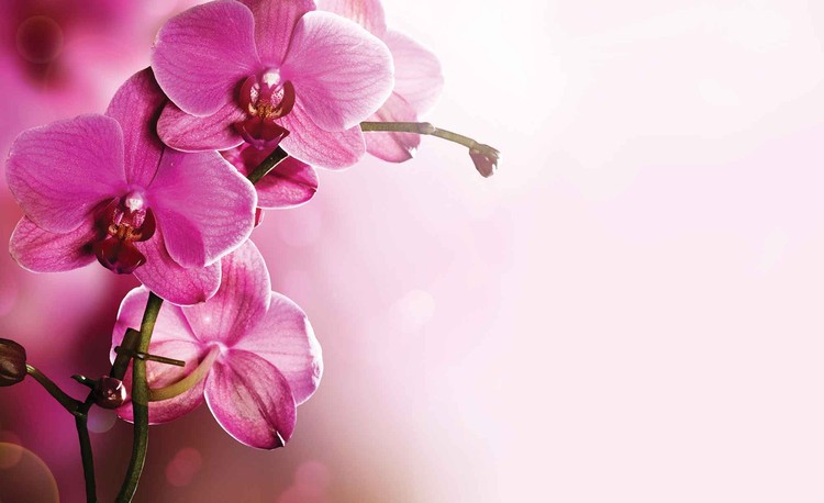 Papel de parede Flowers