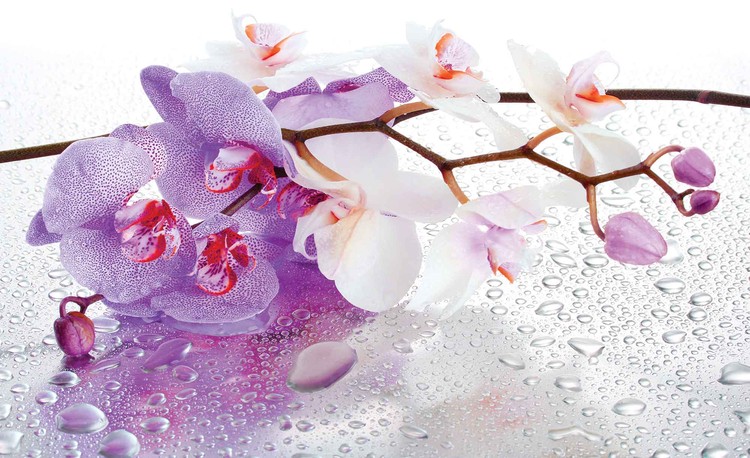 Papel de parede Flowers Orchids Nature Drops