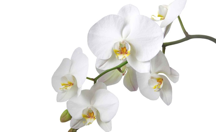 Papel de parede Flowers Orchids Nature White