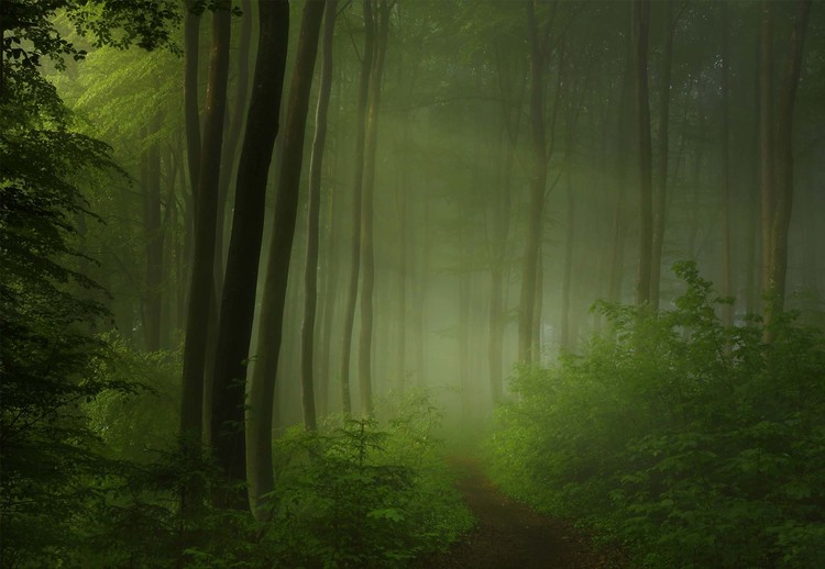 Papel de parede Forest Morning