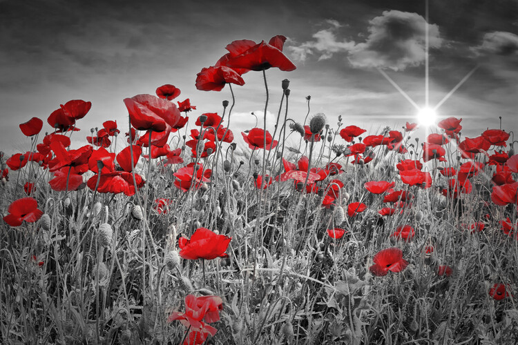 Papel de parede Idyllic Field Of Poppies With Sun