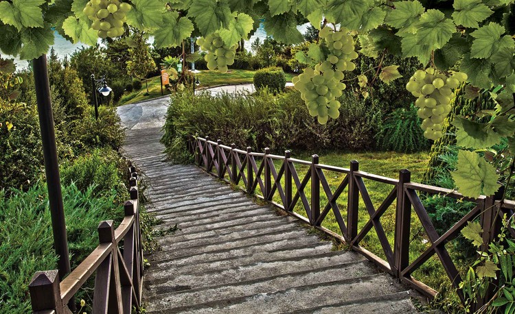Papel de parede Path Grapes Nature