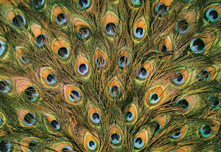 Papel de parede Peacock Feathers