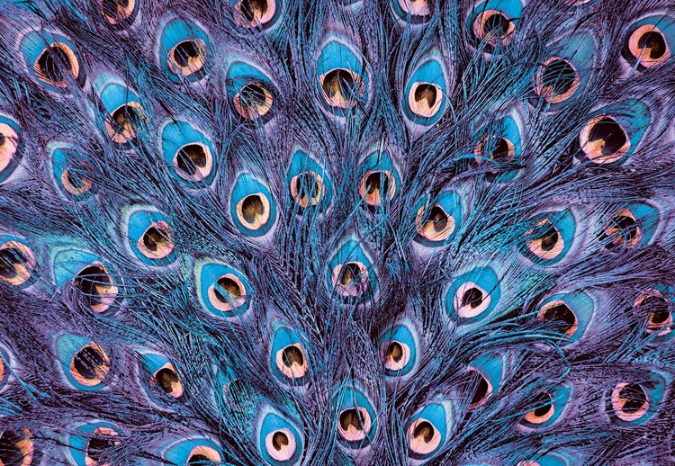 Papel de parede Peacock Feathers Blue And Purple