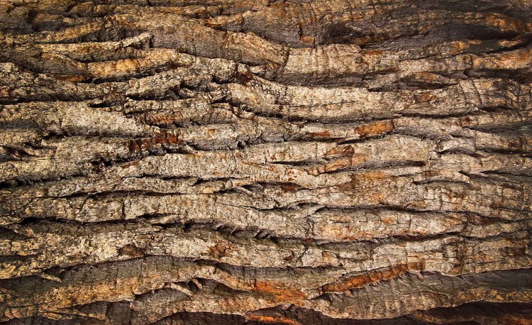 Papel de parede Tree Bark