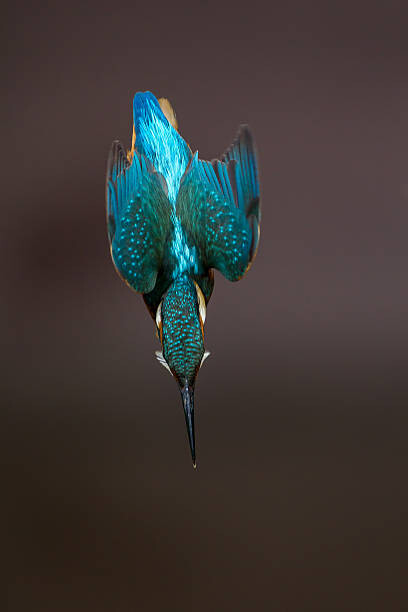 Autocolante Diving Alcedo atthi