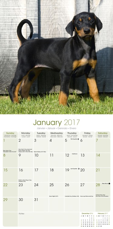 Calendar 2021 Dobermann