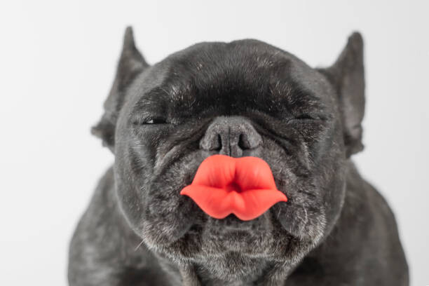 Наклейка Dog winking