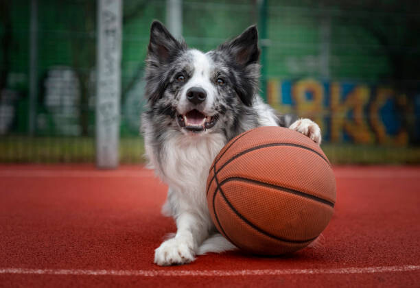 Camisola Dog with a basketball