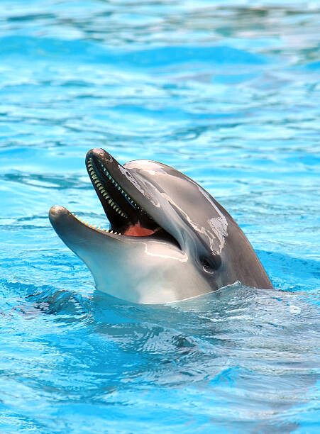 Μπλουζάκι Dolphin open mouth
