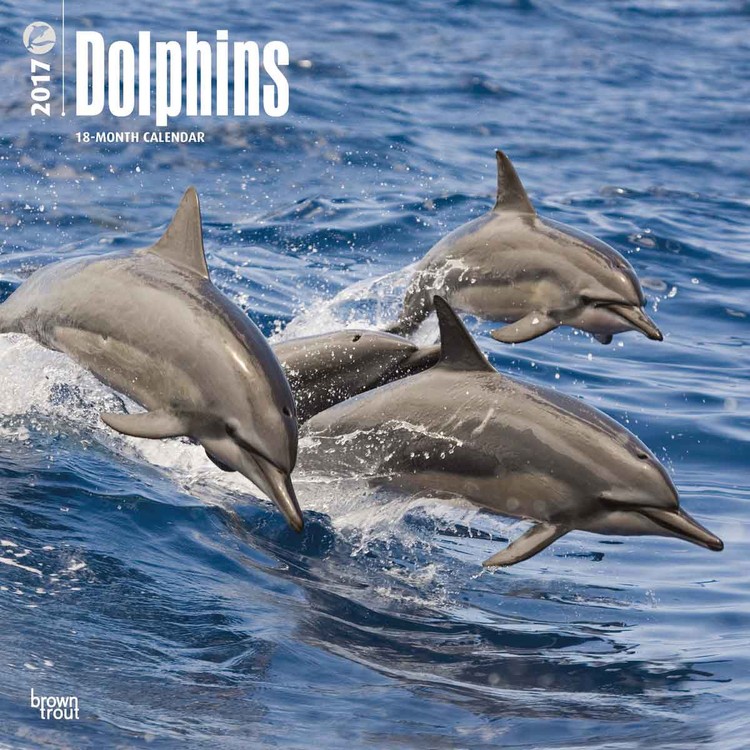 Calendar 2021 Dolphins