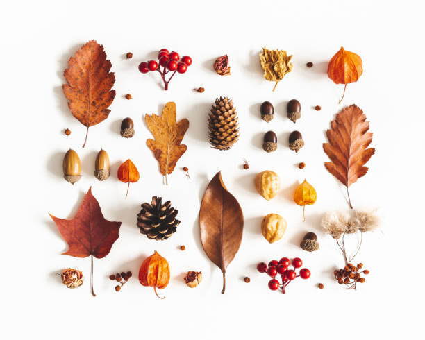 Μπλουζάκι Dried leaves composition
