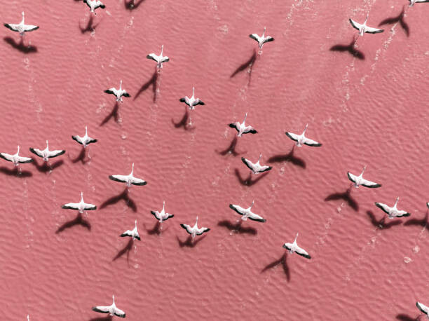 Тениска Drone image close to flamingos flying
