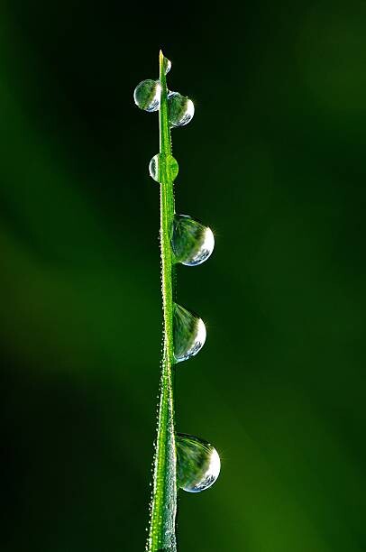 T-paita Drops of dew