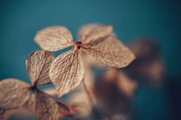 Sticker Dry textured hydrangea petals on a