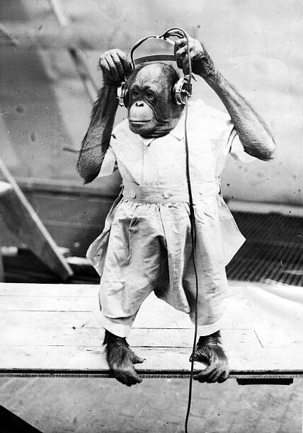 Αυτοκόλλητο Duke The Chimp