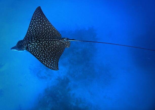 Sticker Eagle Ray