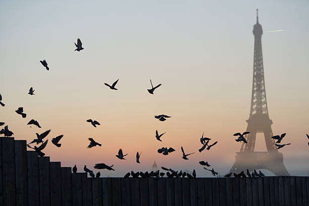 Наклейка Eiffel Tower, Pigeons