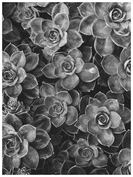 Kuva border succulent