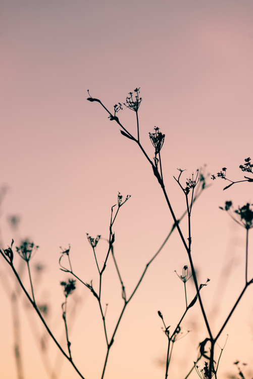 Eksklusiiviset taidevalokuvat Dried plants on a pink sunset