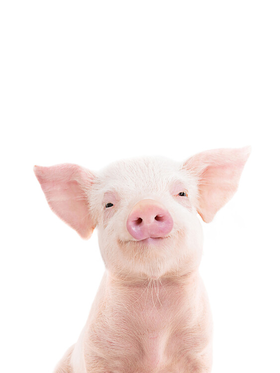 Eksklusiiviset taidevalokuvat Piglet