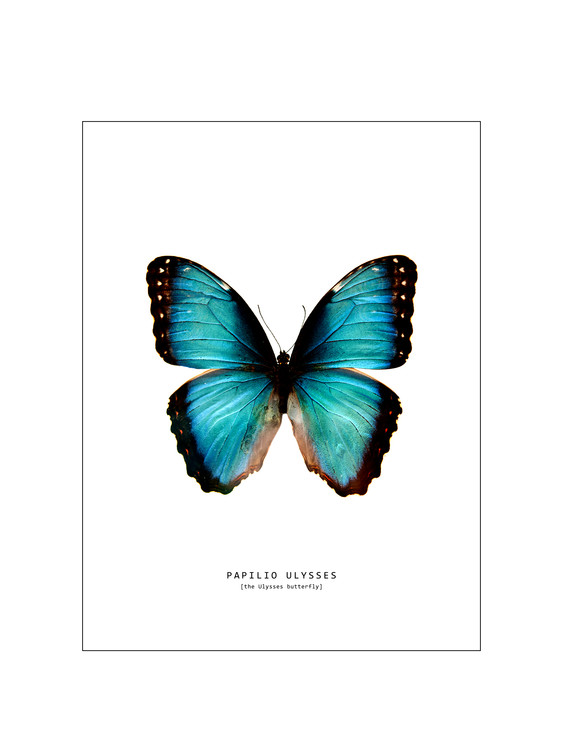 Eksklusiiviset taidevalokuvat butterfly