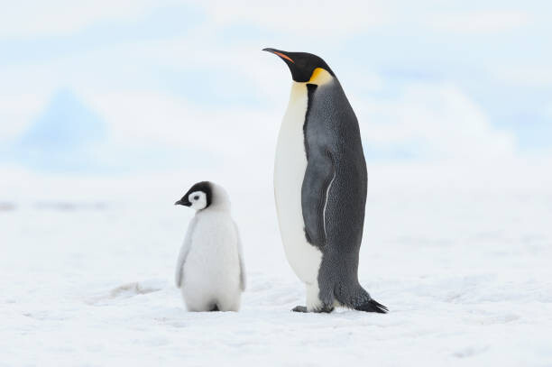 Тениска Emperor penguin , chick and adult.