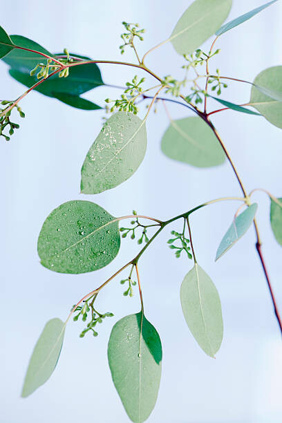 Αυτοκόλλητο Eucalyptus Branch