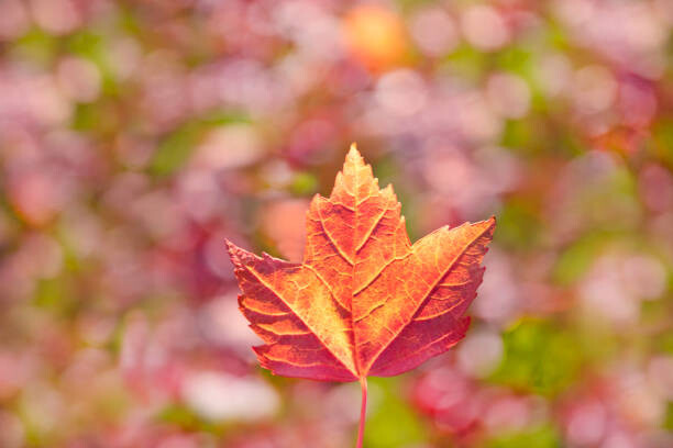 Μπλουζάκι Fall leaves