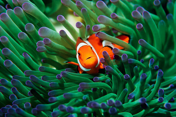 Sticker False clown anemonefish  sheltering in