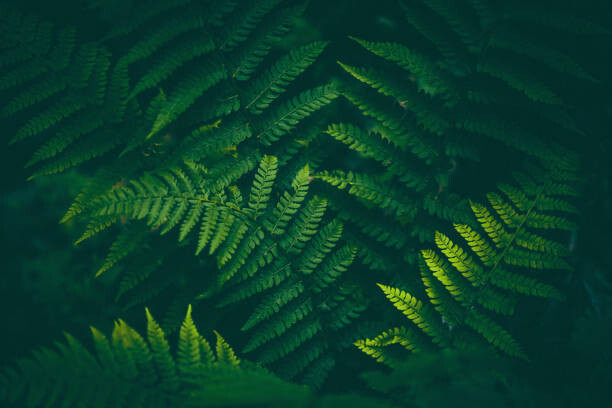 Μπλουζάκι Fern Background