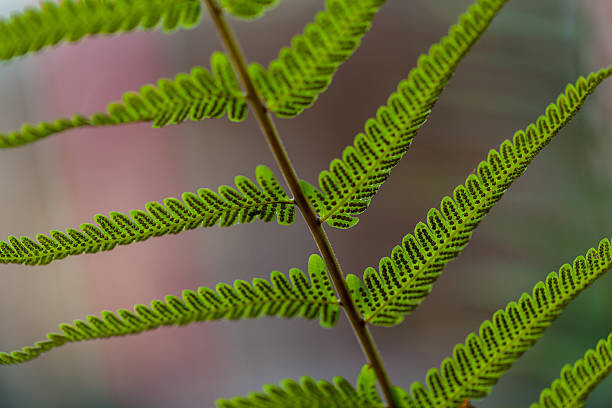 Αυτοκόλλητο Fern leaves