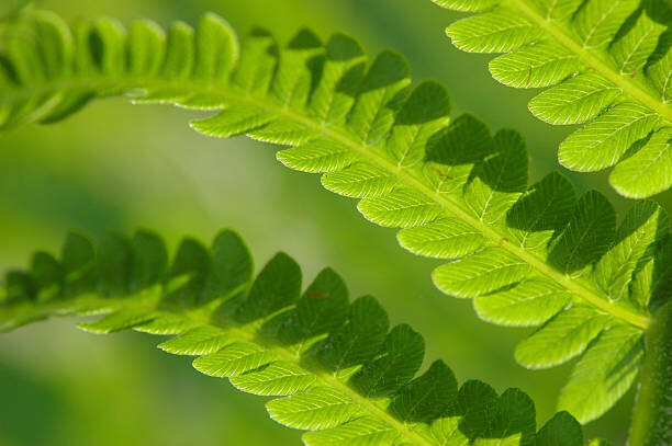 Αυτοκόλλητο Fern Leaves