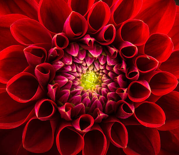 Sticker Flower background
