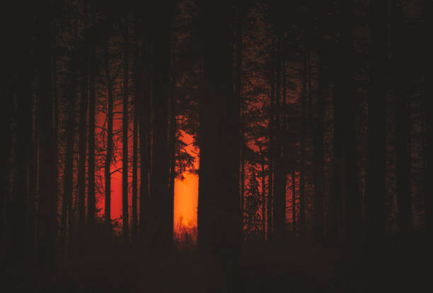 Αυτοκόλλητο Forest Fire