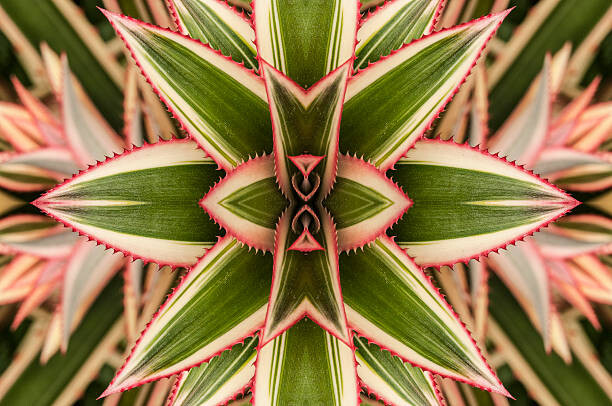 Tapet Close-up of variegated leaves of an