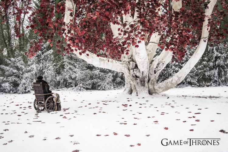 Tapet Game of Thrones - Weirwood