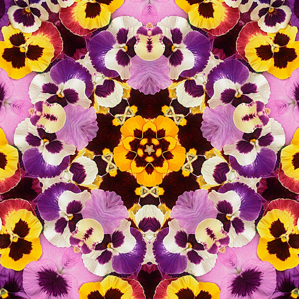Tapet Pansy Mandala