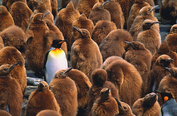 Tapeta Adult king penguin  surrounded by