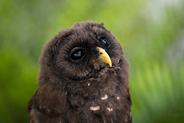 Tapeta Daydreaming Owlet