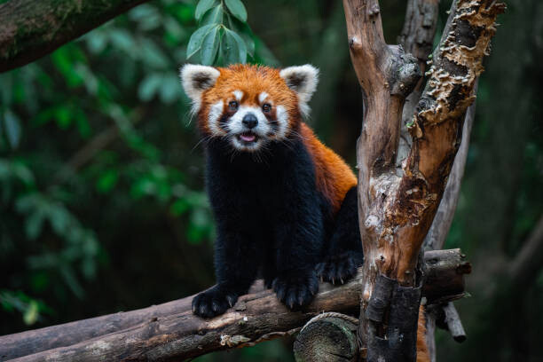 Tapeta Red Panda, close-up of a bear on a tree
