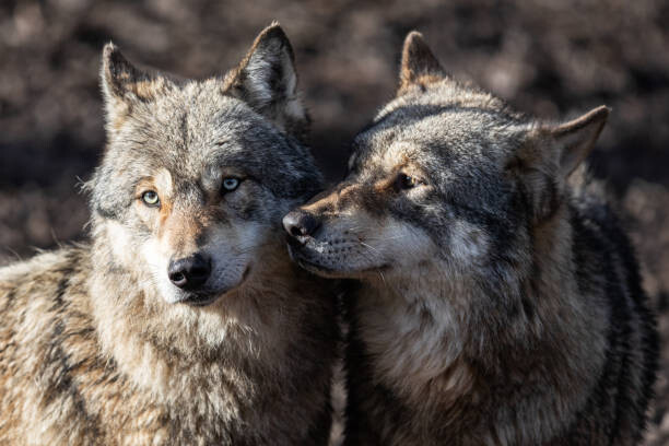 Tapeta Two grey wolf in love