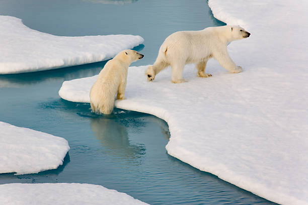 Tapeta Two polar bears climbing out of water.