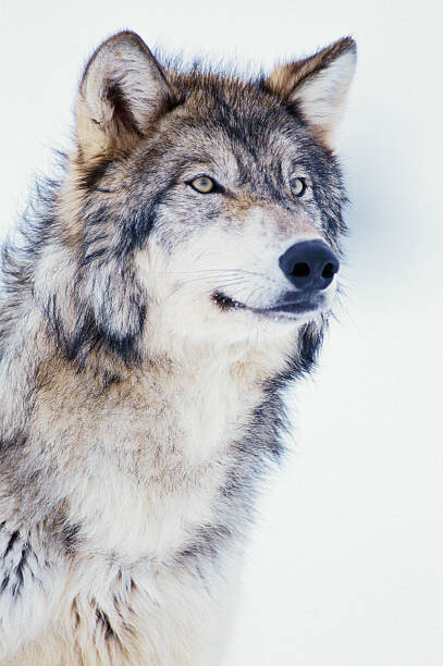 Tapeta Winter Timber Wolf