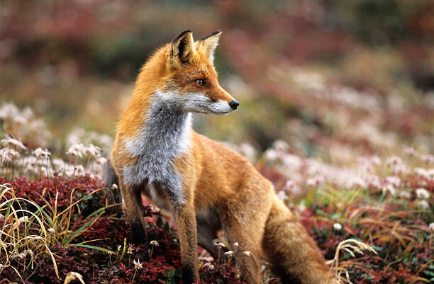 Тениска Fox in a autumn mountain