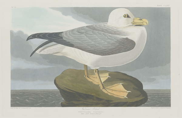 Stenska nalepka Fulmer Petrel, 1835